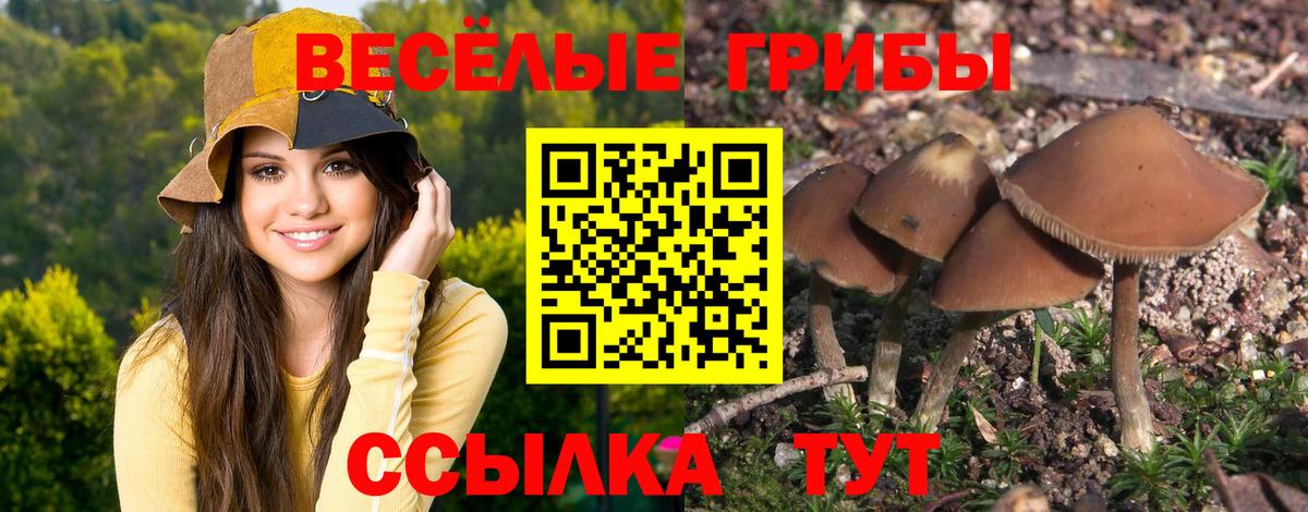 Галлюциногенные грибы ЛСД  Вход с VPN  Выборг  Галлюциногенные грибы Psilocybe 