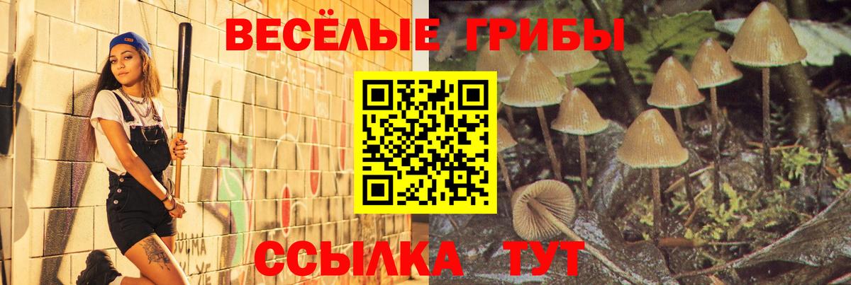 цена наркотик  Выборг  Галлюциногенные грибы мицелий 